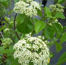 Viburnum lentago Viburnum lentago