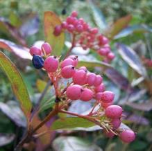 Viburnum nudum 'Winterthur' Viburnum nudum 'Winterthur'