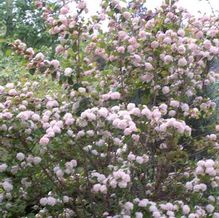 Viburnum plicatum 'Kern's Pink' Viburnum plicatum 'Kern's Pink'
