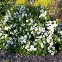 Viburnum plicatum 'Nanum' Viburnum plicatum 'Nanum'