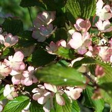 Viburnum plicatum f. tomentosum 'Molly Schroeder' Viburnum plicatum f. tomentosum 'Molly Schroeder'