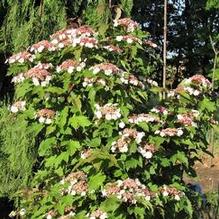 Viburnum sargentii 'Onondaga' Viburnum sargentii 'Onondaga'