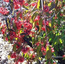 Viburnum setigerum Viburnum setigerum