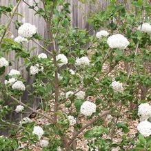 Viburnum x carlcephalum 'Cayuga' Viburnum x carlcephalum 'Cayuga'