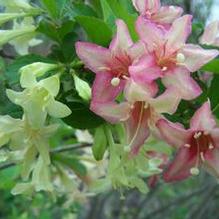 Weigela subsessilis Weigela subsessilis