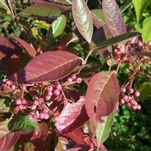 Viburnum nudum 'Moonshine' Viburnum nudum 'Moonshine'