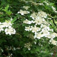 Viburnum opulus