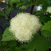 Viburnum dentatum 'Moonglow' Viburnum dentatum 'Moonglow'