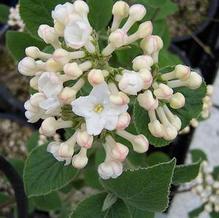 Viburnum carlesii 'Compactum' Viburnum carlesii 'Compactum'