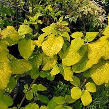 Viburnum lantana 'Aureum' Viburnum lantana 'Aureum'