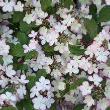 Viburnum plicatum f. tomentosum 'Pink Beauty'