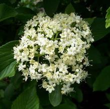 Viburnum sieboldii 'Seneca'