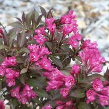 Weigela florida 'Minor Black' Weigela florida 'Minor Black'