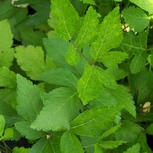 Xanthorhiza simplicissima Xanthorhiza simplicissima