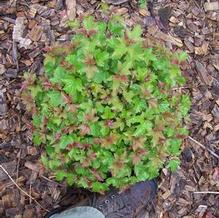 Viburnum opulus var. americanum 'Jewell Box'