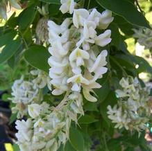 Wisteria macrostachya 'Clara Mack'