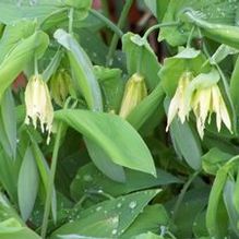 Uvularia grandiflora