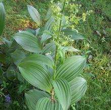 Veratrum viride Veratrum viride