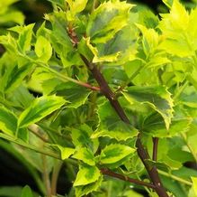 Ilex x meserveae 'Honey Jo' Ilex x meserveae 'Honey Jo'