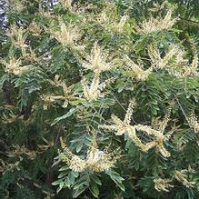 Maackia amurensis Maackia amurensis