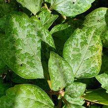 Pachysandra procumbens 'Silver Streak' Pachysandra procumbens 'Silver Streak'