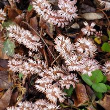 Pachysandra procumbens 'Angola' Pachysandra procumbens 'Angola'
