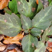 Pachysandra procumbens 'Eco Picture Leaf' Pachysandra procumbens 'Eco Picture Leaf'