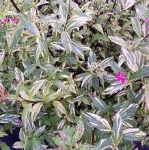 Spiraea japonica 'Painted Lady' Spiraea japonica 'Painted Lady'
