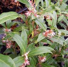Sarcococca hookeriana var. digyna 'Purple Stem' Sarcococca hookeriana var. digyna 'Purple Stem'