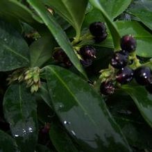 Sarcococca orientalis Sarcococca orientalis