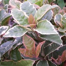 Ardisia japonica 'Hakuokan'