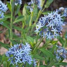 Amsonia tabernaemontana var. salicifolia