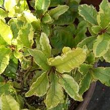 Ardisia japonica 'Hinadi'