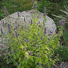 Agastache foeniculum 'Golden Jubilee'