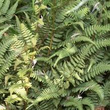 Athyrium x 'Ghost'