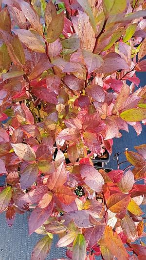 Itea virginica 'Henry's Garnet' - Virginia Sweetspire from Quackin Grass Nursery Itea virginica 'Henry's Garnet' - Virginia Sweetspire from Quackin Grass Nursery