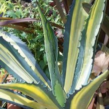 Agave americana 'Medio-picta Aurea' Agave americana 'Medio-picta Aurea'