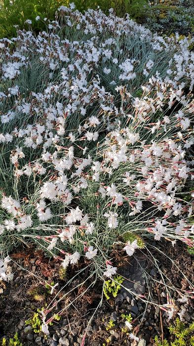 Dianthus turkestanicus - Sand Pink from Quackin Grass Nursery Dianthus turkestanicus - Sand Pink from Quackin Grass Nursery
