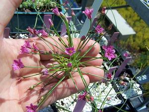 Open umbels - 2 held here together, again apologizing for