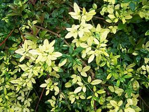 Jasminum nudiflorum 'Aureum' - Winter Jasmine from Quackin Grass Nursery Jasminum nudiflorum 'Aureum' - Winter Jasmine from Quackin Grass Nursery