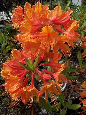 Rhododenron austrinum 'Don's Variegated' - Florida Azalea from Quackin Grass Nursery