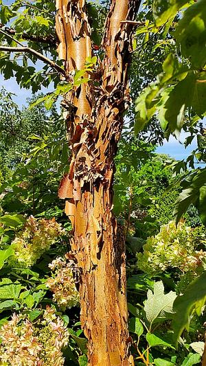 Acer griseum exfoliating bark detail