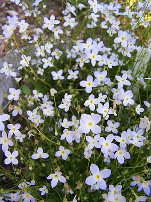 Houstonia caerulea - Bluets from Quackin Grass Nursery Houstonia caerulea - Bluets from Quackin Grass Nursery