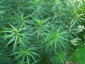 Amsonia tabernaemontana var. salicifolia 'Green Ostrich' - Eastern Bluestar from Quackin Grass Nursery Amsonia tabernaemontana var. salicifolia 'Green Ostrich' - Eastern Bluestar from Quackin Grass Nursery