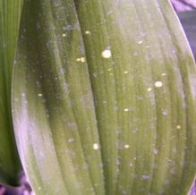 Aspidistra elatior 'Milky Way'