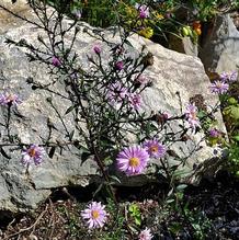 Aster x 'Glow in the Dark'