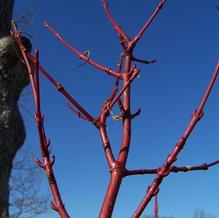 Acer pectinatum subsp. forrestii Acer pectinatum subsp. forrestii