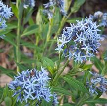 Amsonia tabernaemontana var. salicifolia Amsonia tabernaemontana var. salicifolia