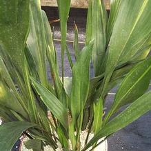 Aspidistra elatior 'Ippin' Aspidistra elatior 'Ippin'