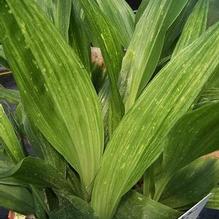 Aspidistra elatior 'Sei Ryu Ho' Aspidistra elatior 'Sei Ryu Ho'